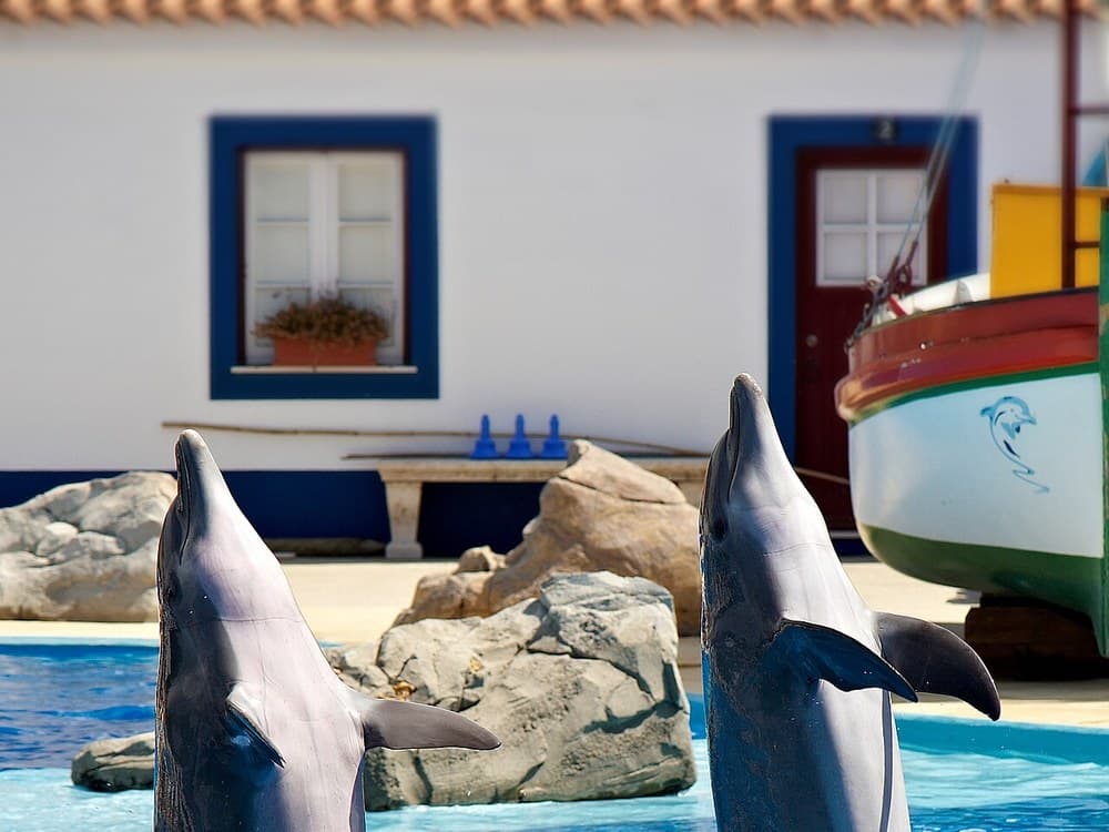 A 60-Minute Marine Show