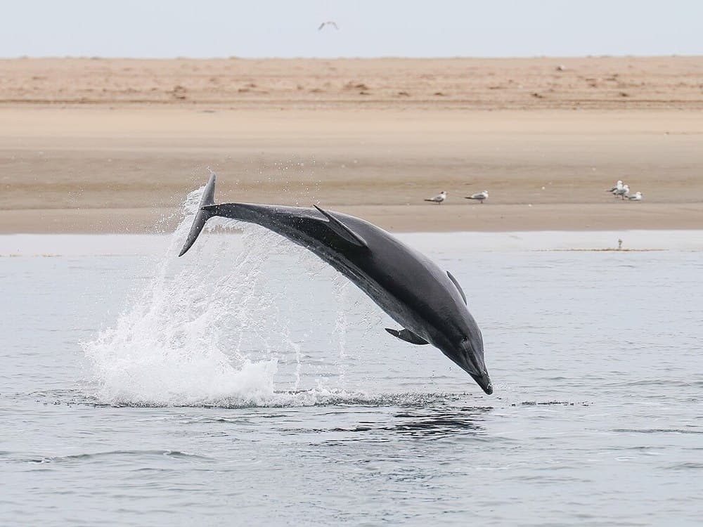 Acrobatic Dolphins