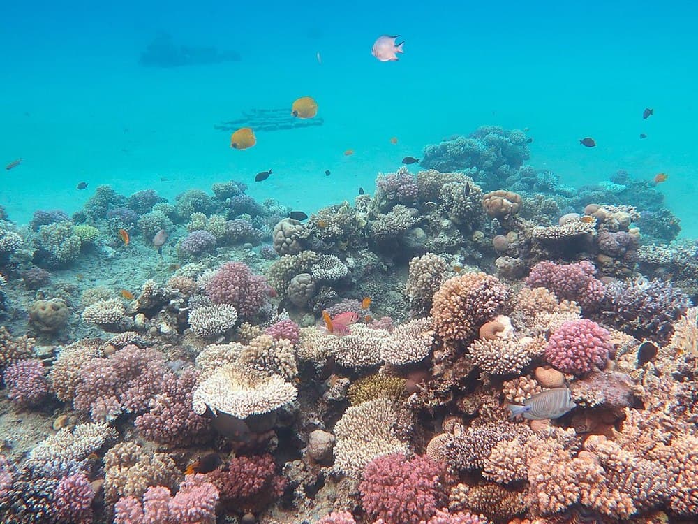 Snorkel Vibrant Coral Reefs