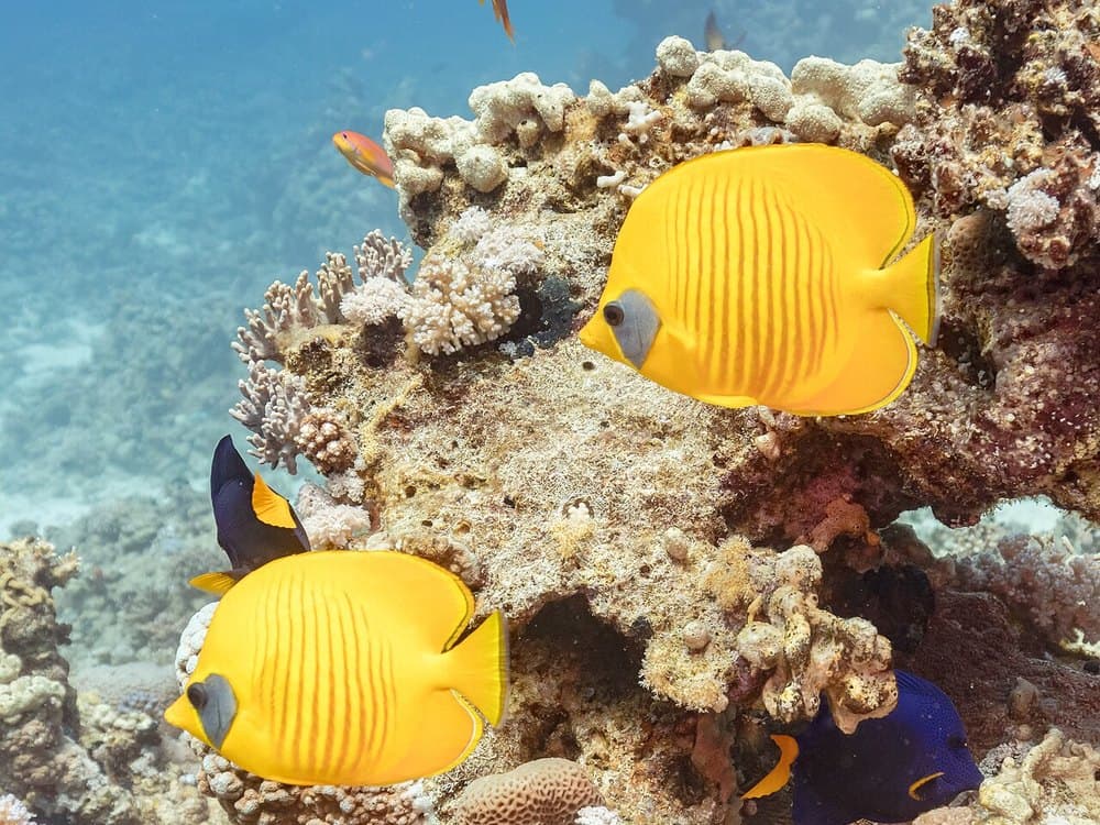 Vibrant Coral Reefs