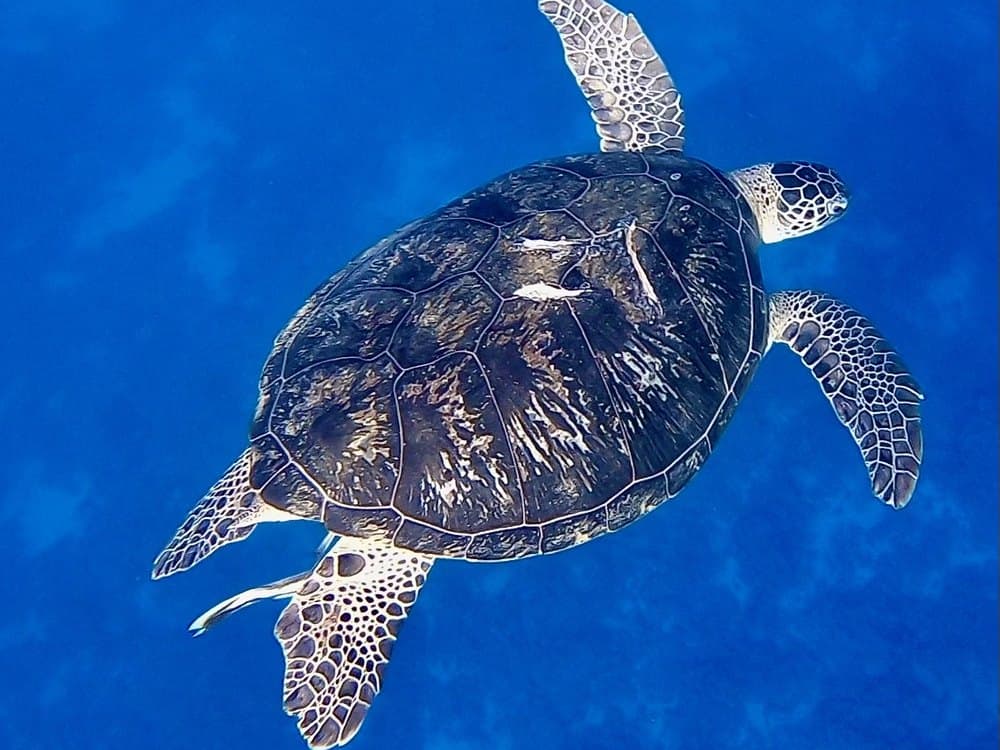 Marine Life Encounters